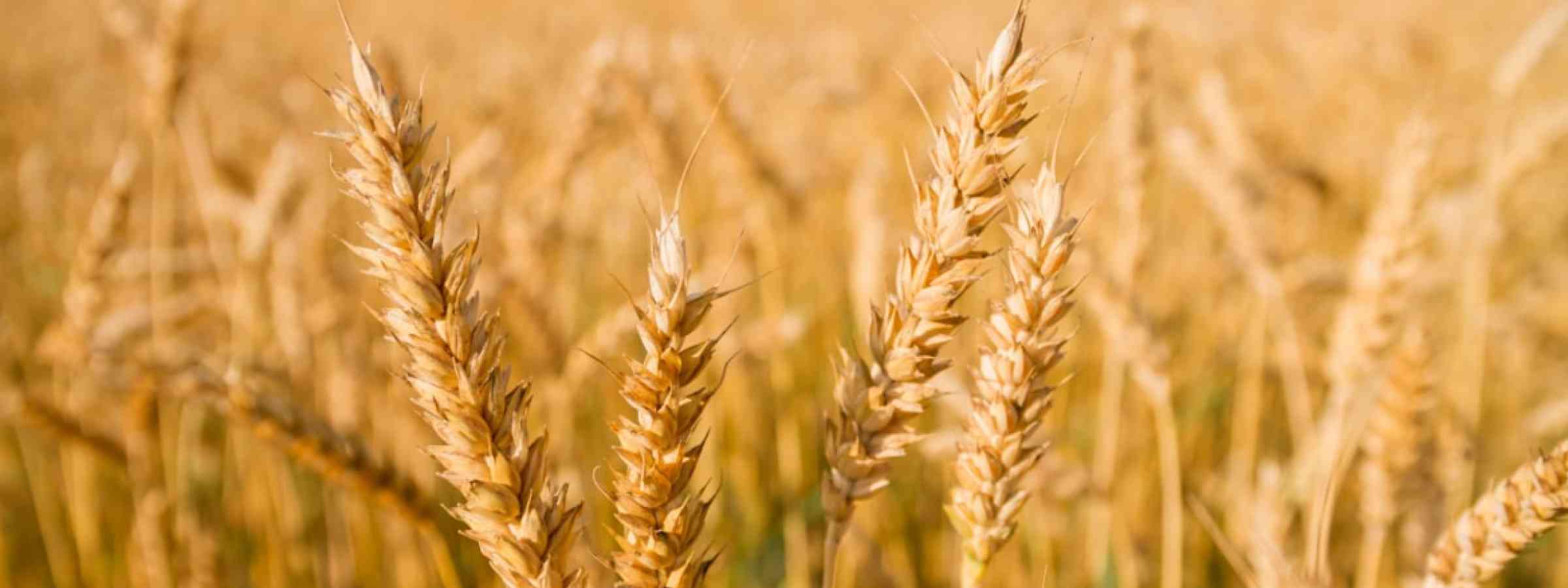 A field with golden ears of wheat on a hot summer day