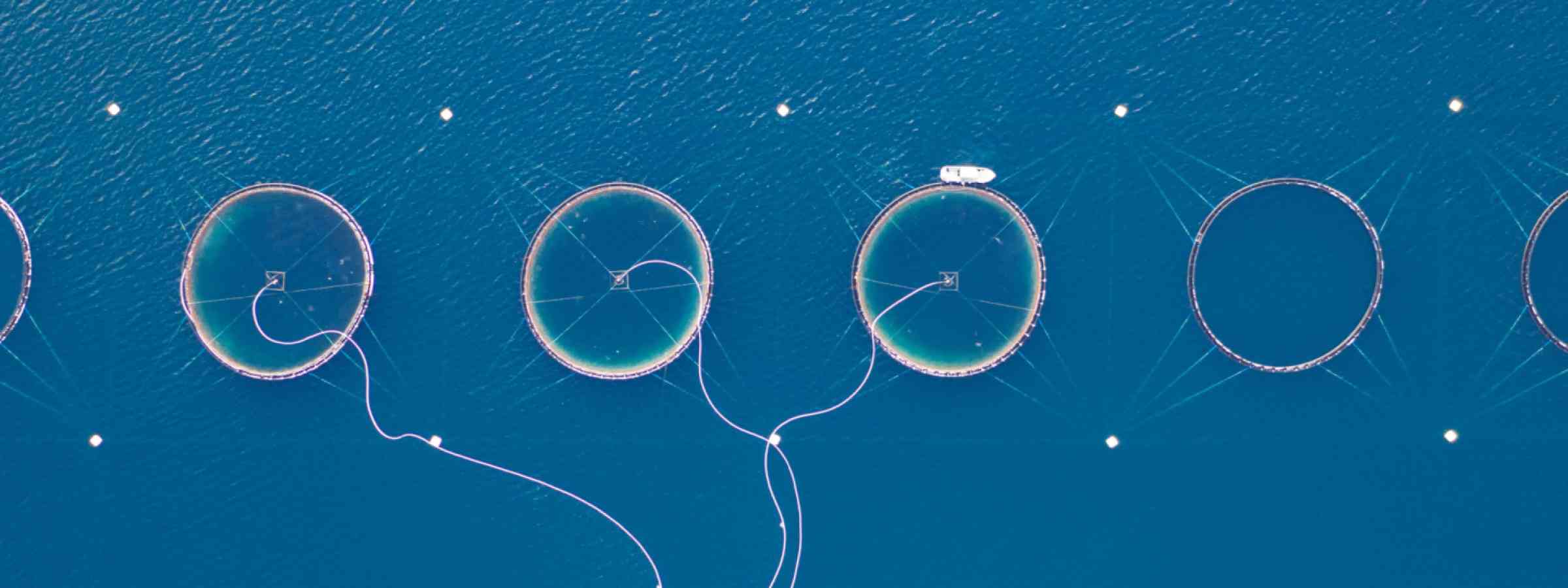 Aqua fishery 
