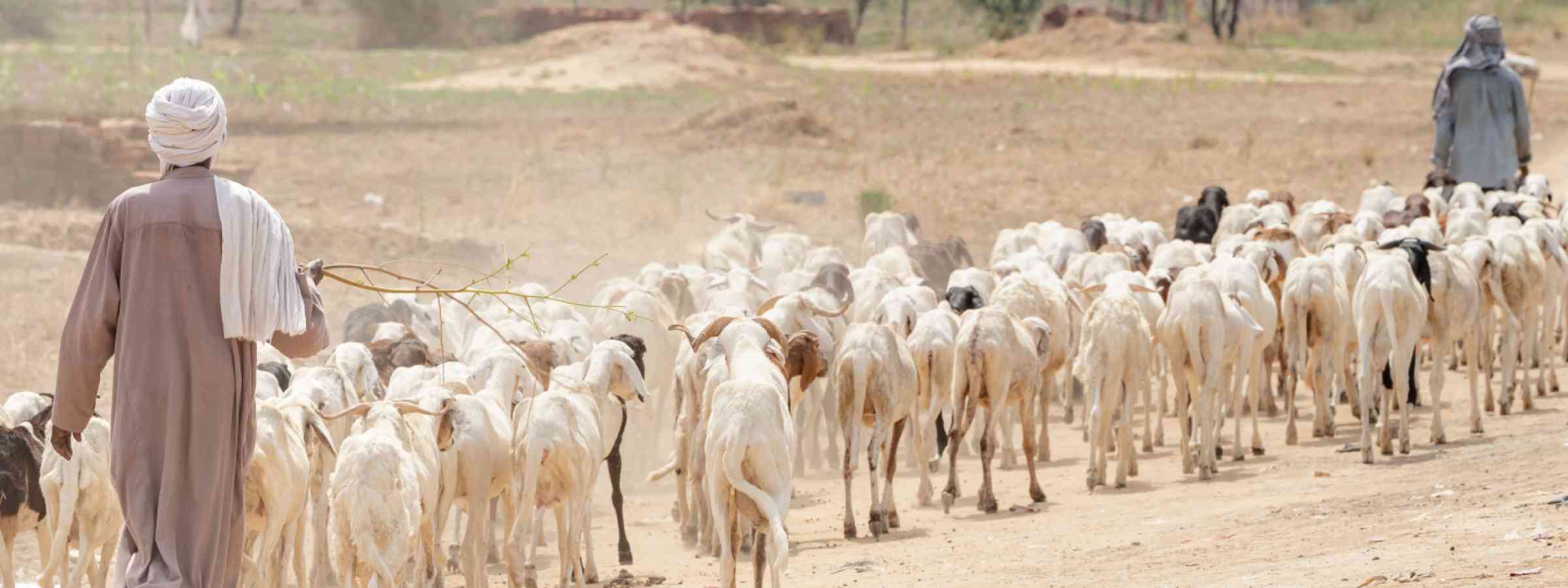 Goat heareder walking through the Sahel