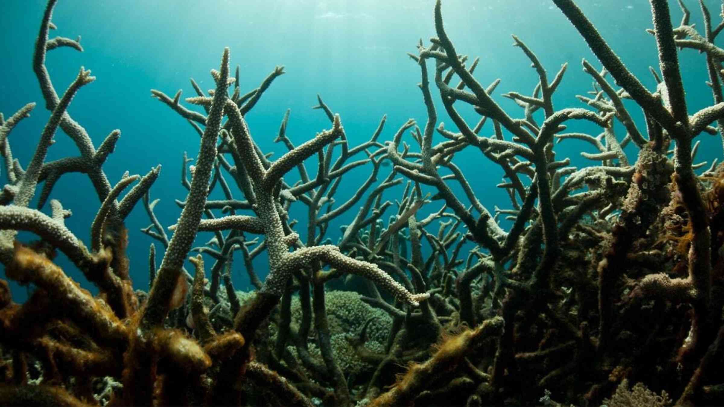 Field of dead corals, due to warming oceans