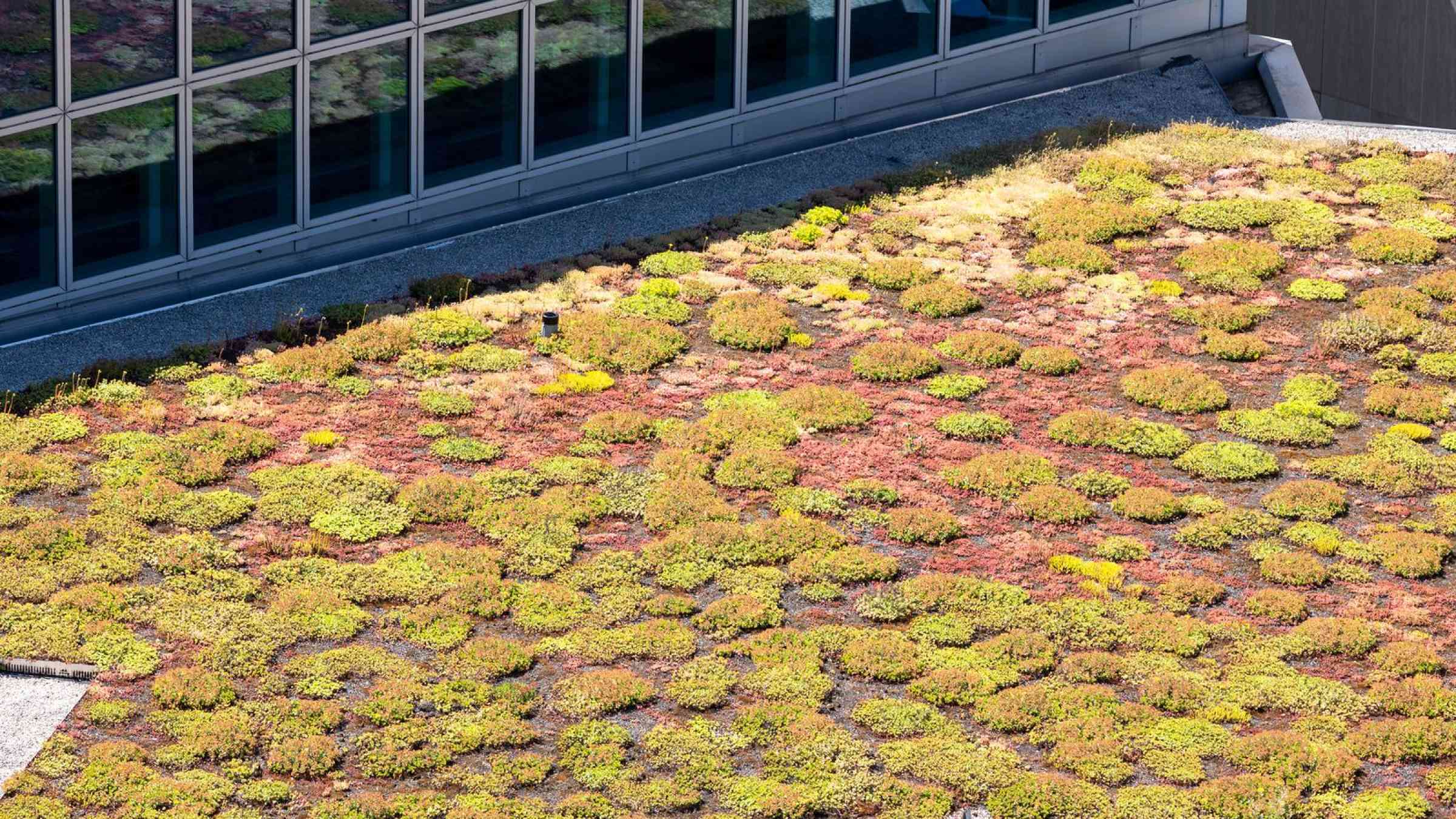 Green roof at the WIPO headquarters building