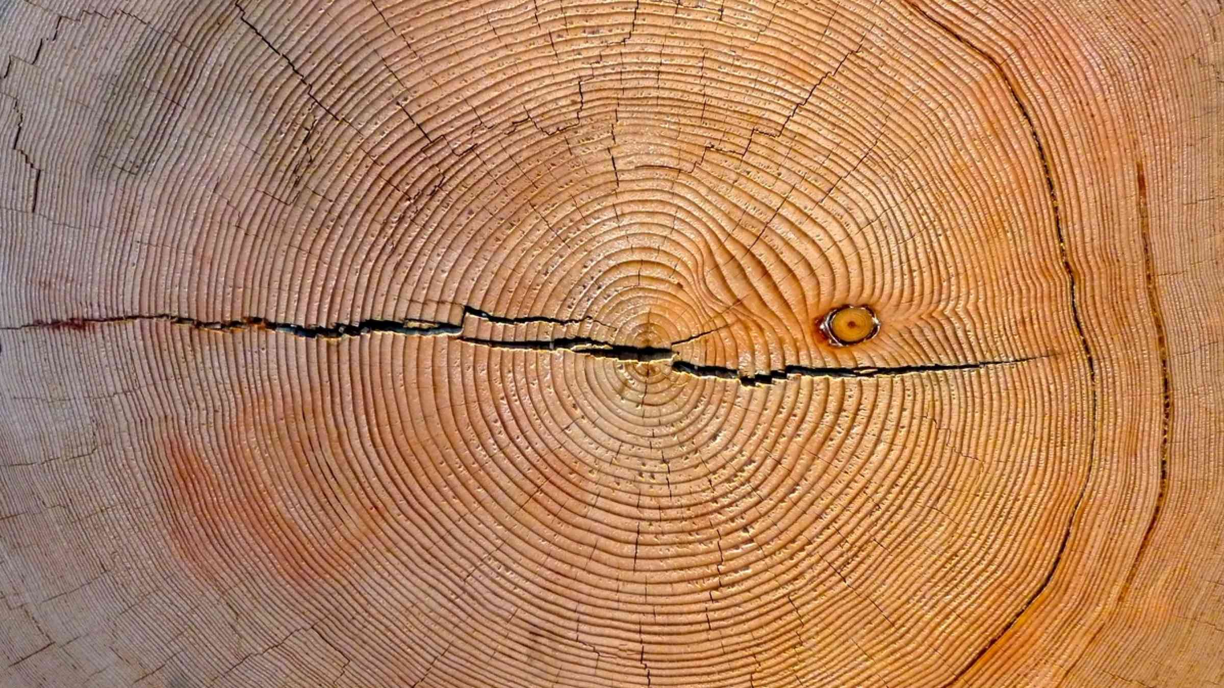 Tree rings show historic climatic changes 